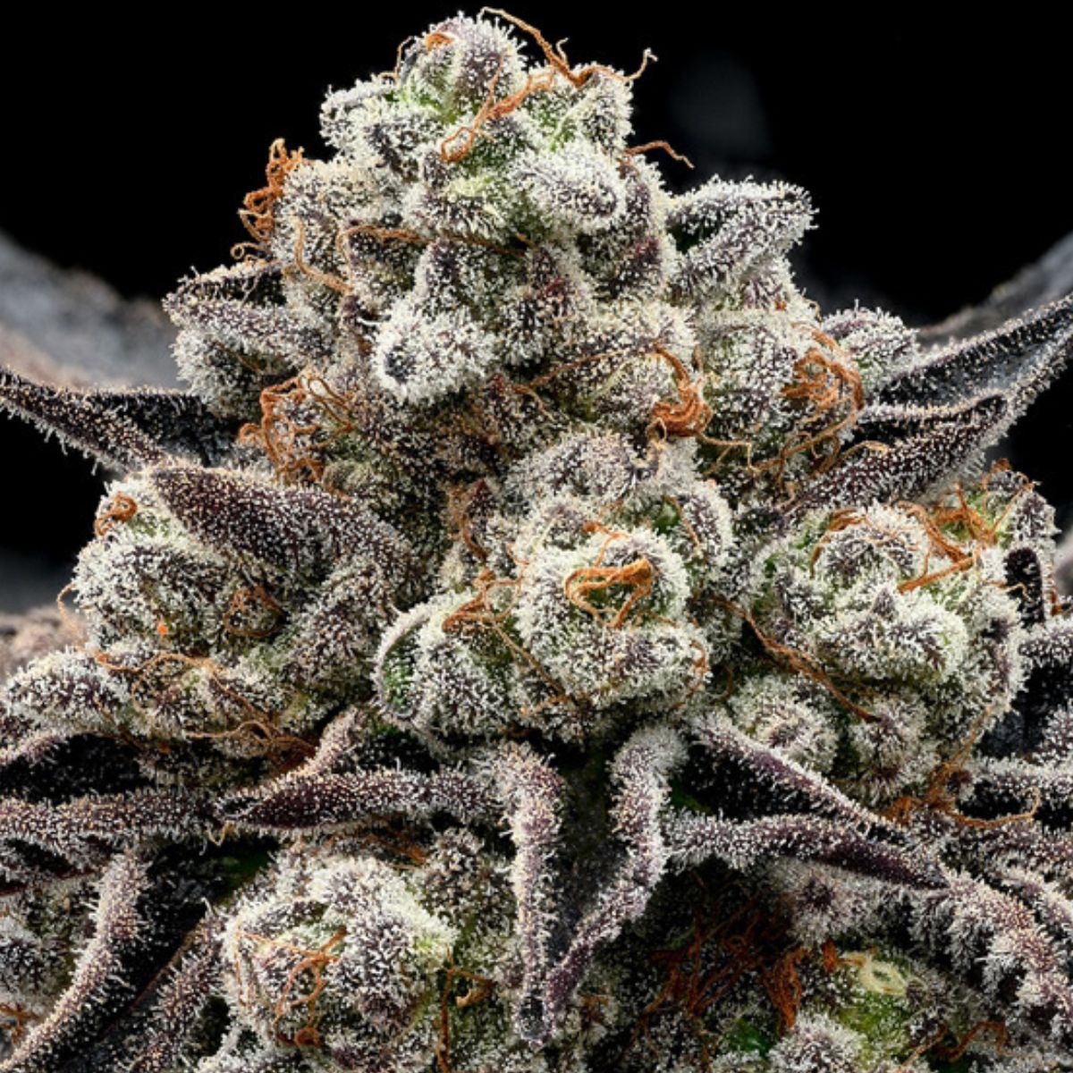 Epic Buzz Feminized Seeds – Uplifting 36% THC Sativa Hybrid