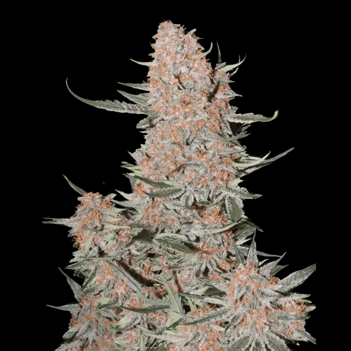 Ztrawberriez Auto by Fast Buds