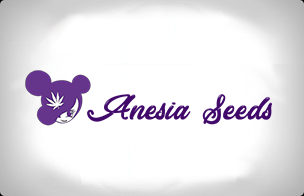 Anesia Autoflowering Seeds