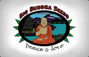 Big Buddha Seeds Autoflowering