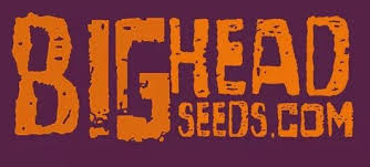 Big Head Seeds Feminized