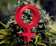 Best Selling Feminized Seeds