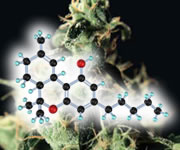 High THC Seeds Highest THC Strains