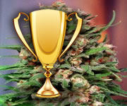 High Times Cup Winners