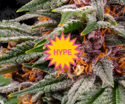 Hyped Strains