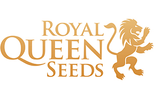 Royal Queen Seeds Feminized