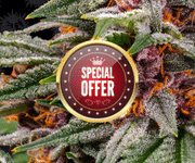 special offers