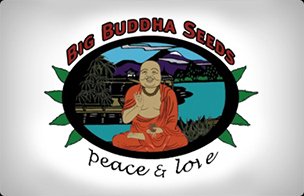 Big Buddha Feminized Seeds