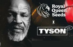Royal Queen Tyson 2.0
