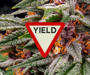Yield Seeds