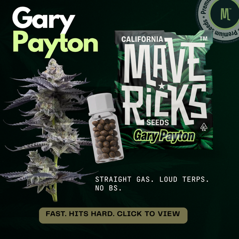 Gary Payton Feminized Cannabis Seeds by Mavericks Genetics – High THC, Premium US Strain