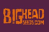 Big Head Seeds Feminized