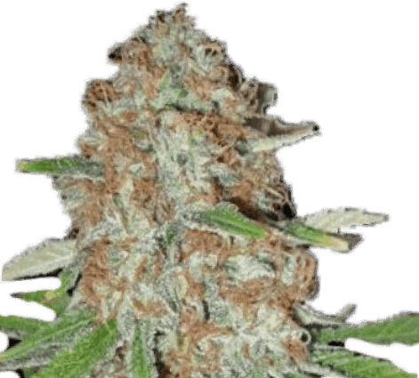 Free Gorilla Glue Fem