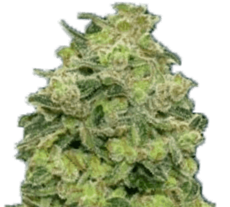 Free OG Kush